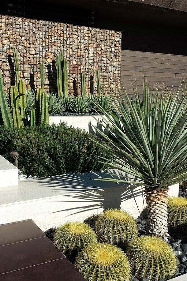 Jardim com Cactos e Suculentas