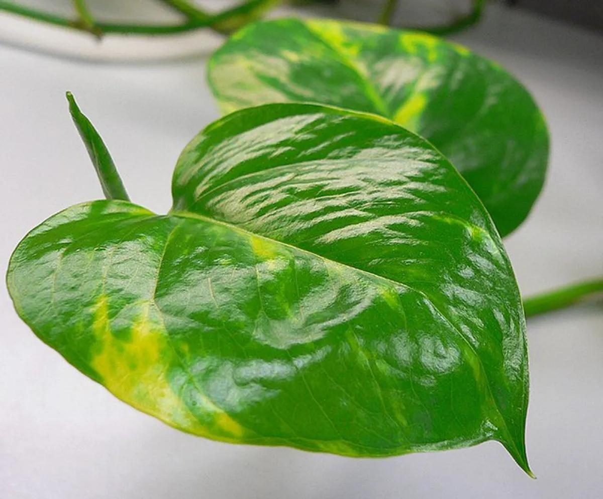Jiboia